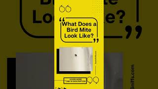 What Does A Bird Mite Look Like [upl. by Cathyleen]