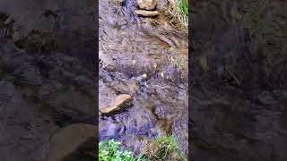 August Creek Flow bewatermyfriend bewater flow Hydrology stream shorts [upl. by Silirama474]