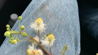 Desmanthus bicornutus cv JCU 4 flowers [upl. by Benedetto]