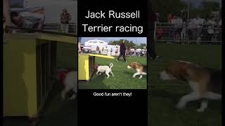 Jack Russell Terrier Racing [upl. by Lupita]