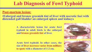 سلسلة تشخيص الامراض البكتيرية فى الدواجن 1 مرض السالمونيلا Diagnosis of Salmonellosis in Poultry [upl. by Fitzhugh]