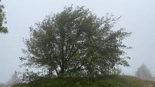 Whitebeam on Leckhampton hill  tree  August 2024 [upl. by Atin799]