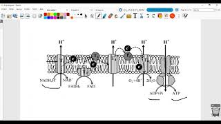 SVT Correction examen national 2018 session de rattrapage filière PC Respiration et fermentation [upl. by Kennie978]