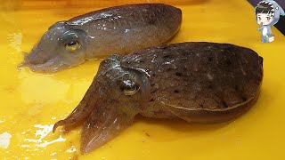 KOREAN STREET FOOD SQUID CUTTLEFISH SASHIMI KOREA SEAFOOD MARKET 포항 송도 활어회센터 갑오징어 오징어 물회 310521 [upl. by Ecitsuj583]