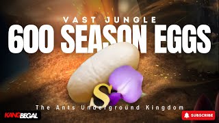 600 SEASON EGGS HATCH  VAST JUNGLE ANTS  The Ants Underground Kingdom  Sponsored by KangCoin [upl. by Kelton849]