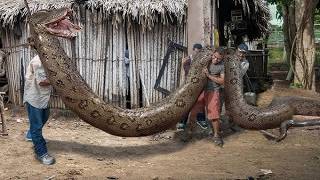 Titanoboa The Largest Snake That Ever Existed [upl. by Elleynad515]