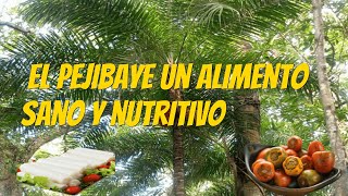 El palmito de pejibaye un alimento sano y nutritivo [upl. by Llenreb473]