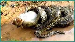 The Most Savage Moments Of Pythons Hunting And Eating Animals Alive [upl. by Joyce]