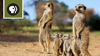 Hang with Meerkats in the Kalahari Desert  360 Video [upl. by Sliwa767]