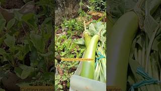 harvest vegetables in the tiny garden [upl. by Budding599]