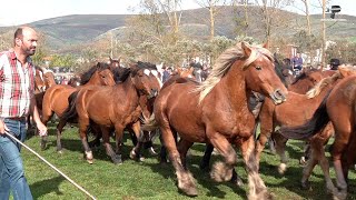 Feria Ganado Requejo Anual 2024 Campoo de Enmedio [upl. by Milt]