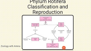 Classification upto Classes and Reproduction in Phylum Rotifera  Life cycle of Rotifers [upl. by Ojibbob]