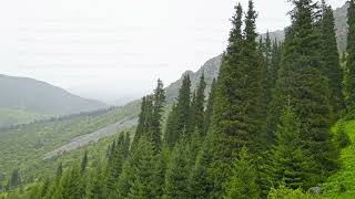 Rainy day in coniferous forest at mountain slopes Serene and Peaceful Atmosphere [upl. by Alidus]