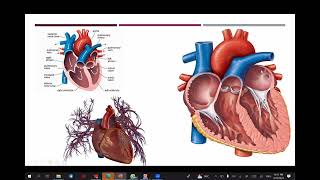 CT contrast and angiography 👉 lecture 1 basic of contrast media  blood circulation anatomy [upl. by Gussi]