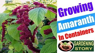 Growing Amaranth In Containers  How To Grow Amaranthus  Gardening story [upl. by Joe]