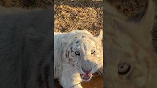 Tiger sound effects tiger sound nature wildlife animals animal beauty beautiful cute fun [upl. by Kcoj]