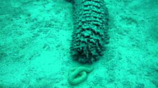 Sea cucumber shitting [upl. by Laurinda]