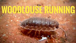 Woodlouse Running amp Standing in Water [upl. by Lyj]