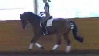 Dressage Horse Imported Old 5 yrs old [upl. by Eigriv]