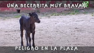 Toros de El Añadío becerrita muy brava recibe una patada de otra vaca  Toros desde Andalucía [upl. by Vial173]