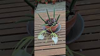 Brassavola nodosa orchid houseplants [upl. by Aicirtac371]