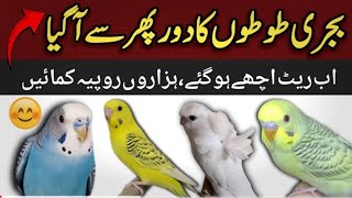 Budgies parrot Businees idea  Australian parrots ka karobaar kaise krn  budgies price  lovepetsa [upl. by Lasser814]