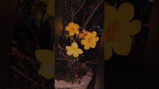 flowers hana spring short lyrics relaxing [upl. by Thalassa]