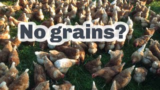 RAISING HENS WITH NO GRAIN Some thoughts [upl. by Eardnoed6]