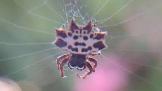 ARANHA ESPINHOSA  GASTERACANTHA CANCRIFORMIS [upl. by Bronder]