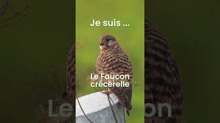 Comment reconnaître les oiseaux  Saurezvous reconnaitre ce chant doiseau  Transfo [upl. by Garate761]