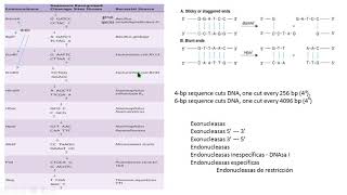 DNA recombinant DNA restriction endonucleases enzimas de restricción biología molecular biology [upl. by Jonis]