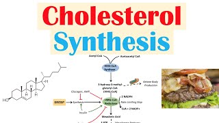 Cholesterol Synthesis  How Our Bodies Make Cholesterol [upl. by Sassan290]