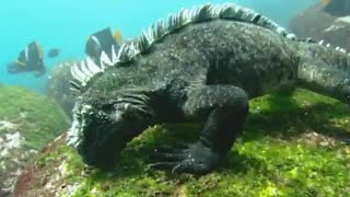 Swimming Marine Iguanas  Galapagos  BBC Earth [upl. by Nilyac]