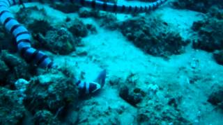 Seasnake eating moray eel alive [upl. by Onaireves]