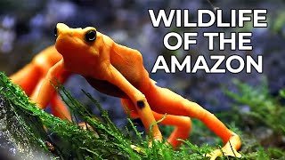 World of the Wild  Episode 1 The Amazon Rainforest  Free Documentary Nature [upl. by De Witt973]