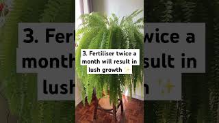 Boston Fern Care Guide bostonfern fern indoorplants [upl. by Gerianne]