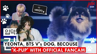 Yeontan BTS Vs Pet Dog Paves the Way for KPUP with First Official Appearance Fancam [upl. by Annaoj934]