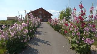 Hollyhocks Dream Inspiring Flower Garden [upl. by Schecter]