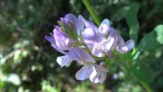 Galega Galega officinalis  Geitenruit  20160908 [upl. by Yssej]