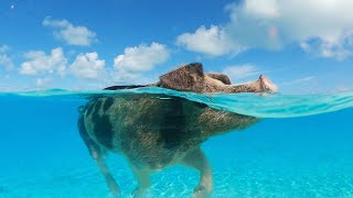 Robot Pig MightSWIM Meet The Swimming Pigs Of The Bahamas [upl. by Nehemiah827]