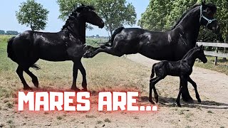 Mares are see for yourself A strange day  Friesian Horses [upl. by Dymoke]