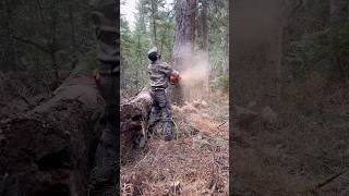 Dropping a BIG Lodgepole Pine with Husqvarna Chainsaw [upl. by Zetnauq593]