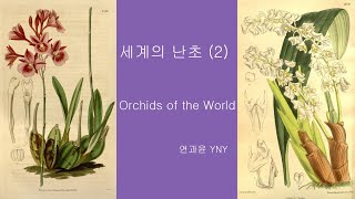 세계의 난초 2  Orchids of the World [upl. by Bogey430]