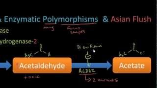 Pharmacogenomics  Asian Flush Part 1  pharm lecture 20 [upl. by Malloch]