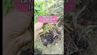 CEGAH LAYU FUSARIUM dengan Trichoderma garden gardening kebunorganik fusarium trichoderma cabe [upl. by Arriat]