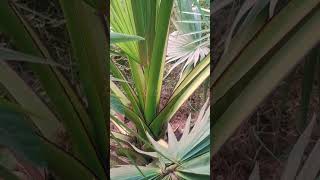 Asian Palmyra Palm Plant plants shorts youtubeshorts [upl. by Lose]