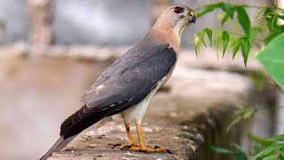 Predator versus prey Shikra enjoys its catch at Sagar Nagar in Visakhapatnam [upl. by Misak]