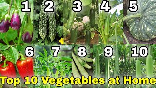 February season Top 10 Vegetables you can grow in HomeGarden in India [upl. by Wenz]