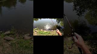 Largemouth Bass Destroys Finesse Frog [upl. by Serolod]