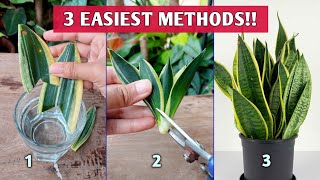 3 EASIEST Methods to Propagate SNAKE PLANTS  Snake Plant Propagation [upl. by Trevar]